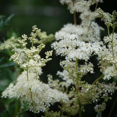 Reine des pres -Securite et reglementation - Filipendula ulmaria Reine des pres -Securite et reglementation - Filipendula ulmaria