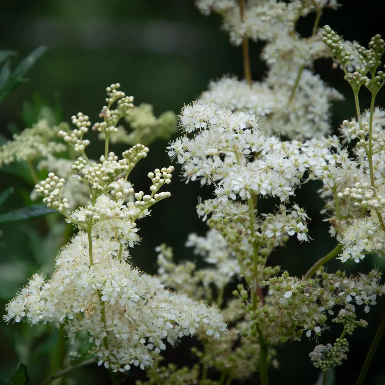 Reine des pres -Securite et reglementation - Filipendula ulmaria