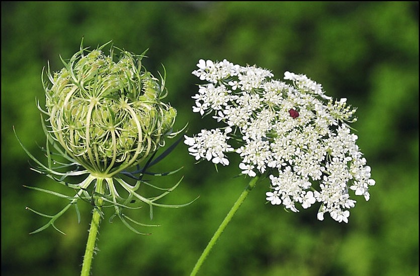 Apprendre à valoriser les plantes sauvages comestibles