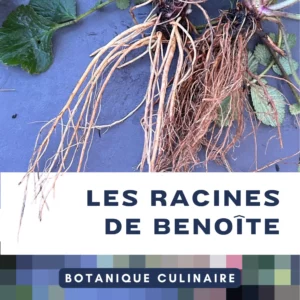 Botanique culinaire - Utiliser les racines de benoite en cuisine Botanique culinaire - Utiliser les racines de benoite en cuisine