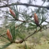 Bourgeons de pin Sécurité et Réglementation
