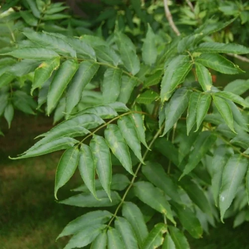 Feuilles de frêne - sécurité et réglementation - Fraxinus excelsior