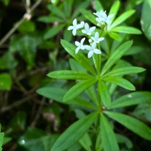 Fiche aspérule cueillette et séchage - Galium odoratum - Techniques et conseils de professionnels