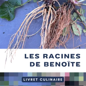 Livret culinaire - Utiliser les racines de benoite urbaine