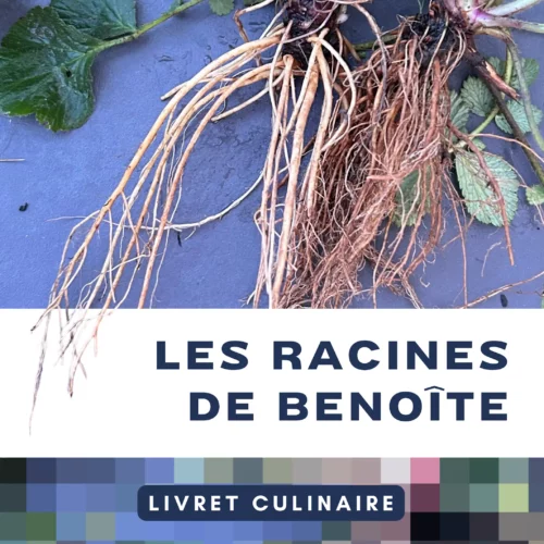 Livret culinaire - Utiliser les racines de benoite urbaine