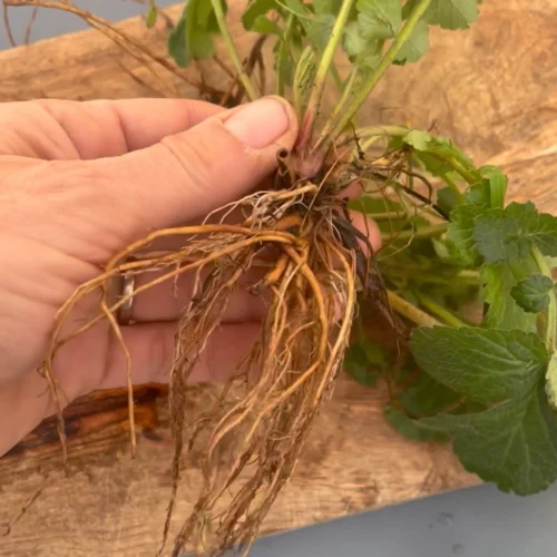 Racine de benoite - cueillette et séchage 2 Racine de benoite - cueillette et séchage 2