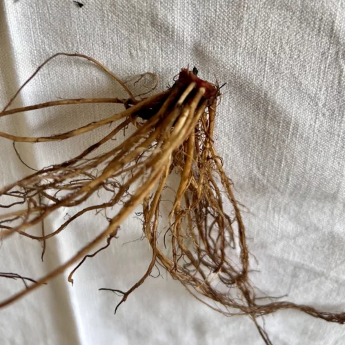 Racine de benoite - cueillette et séchage Racine de benoite - cueillette et séchage 2