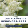 Botanique culinaire - cuisiner la reine des prés - plantes sauvages comestibles Botanique culinaire - cuisiner la reine des prés - plantes sauvages comestibles