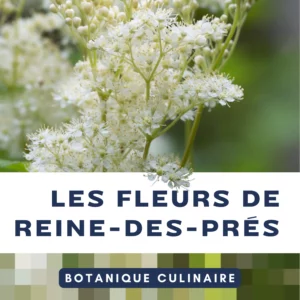 Botanique culinaire - cuisiner la reine des prés - plantes sauvages comestibles Botanique culinaire - cuisiner la reine des prés - plantes sauvages comestibles