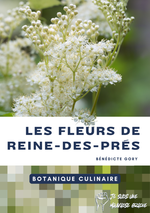 Guide de botanique culinaire - Cuisiner la reine des prés