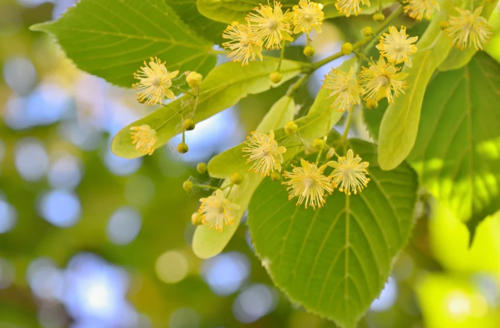 Acheter et vendre des plantes sauvages aromatiques et médicinales 1