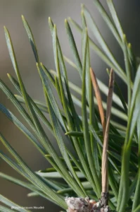 Aiguilles de Pin Sylvestre Sécurité et réglementation