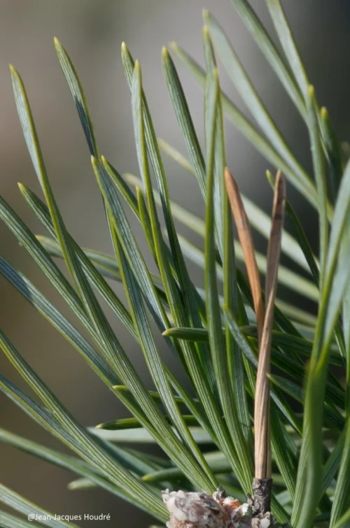 Aiguilles de Pin Sylvestre Sécurité et réglementation