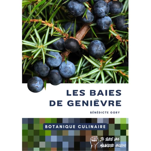 Botanique culinaire - Les baies de genièvre Botanique culinaire - Les baies de genièvre