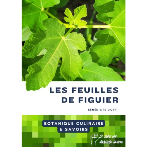 Botanique culinaire - Les feuilles de figuier Botanique culinaire - Les feuilles de figuier