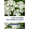 Botanique culinaire - Les fleurs de sureau noir Botanique culinaire - Les fleurs de sureau noir