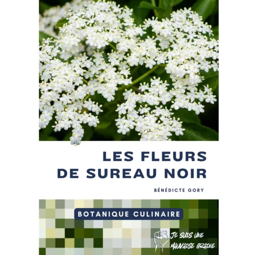 Botanique culinaire - Les fleurs de sureau noir Botanique culinaire - Les fleurs de sureau noir