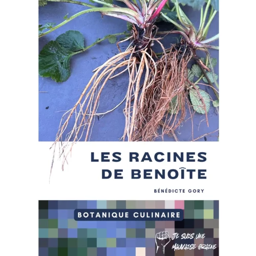Botanique culinaire - Les racines de benoîte Botanique culinaire - Les racines de benoîte