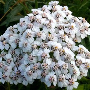 Risques réglementation et sécurité des plantes Achillée