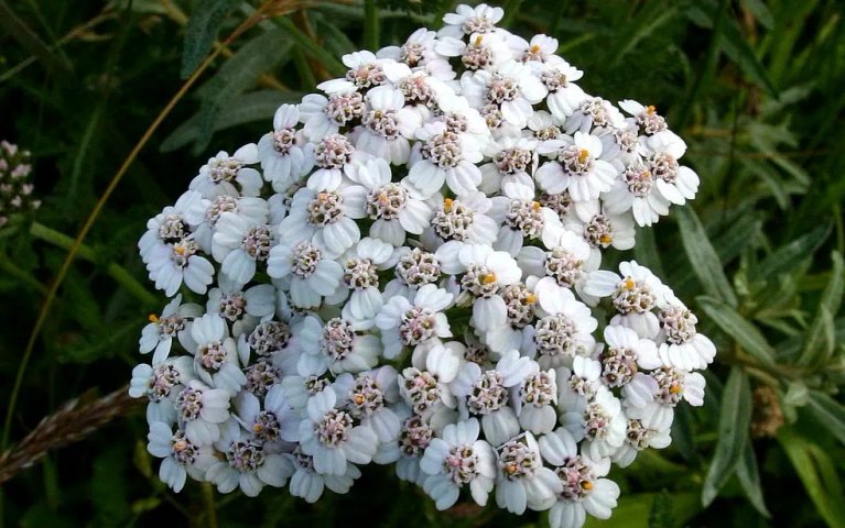 Risques réglementation et sécurité des plantes Achillée Risques réglementation et sécurité des plantes Achillée