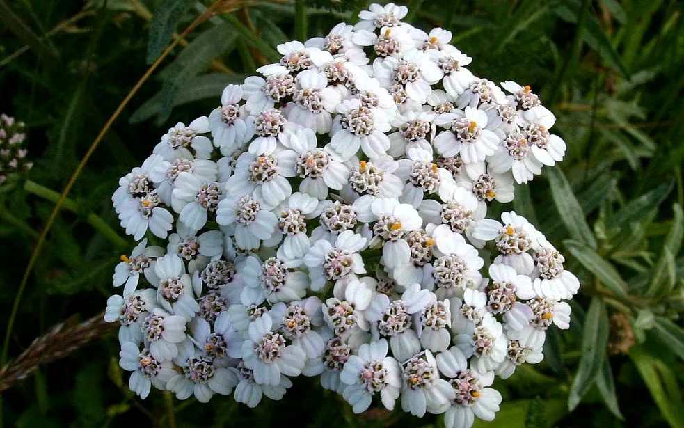 Risques réglementation et sécurité des plantes Achillée Risques réglementation et sécurité des plantes Achillée