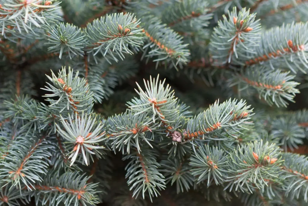 Risques réglementation et sécurité des plantes pour un usage alimentaire