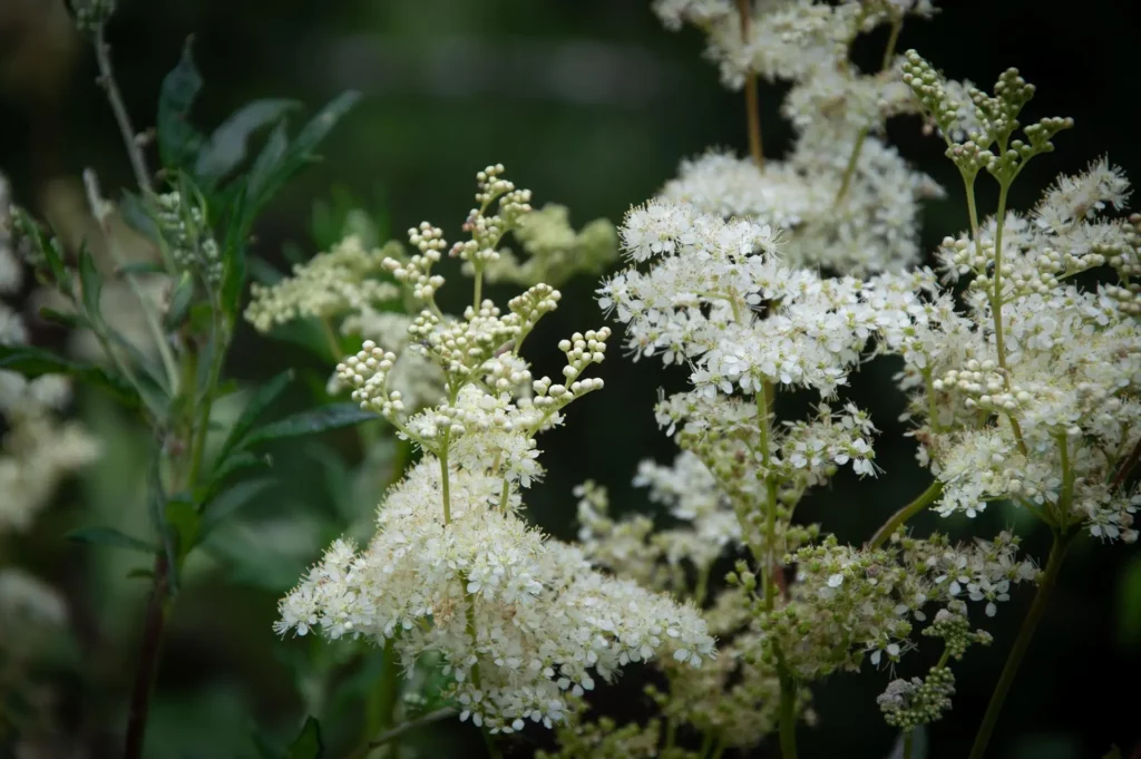 Acheter et vendre des plantes sauvages aromatiques et médicinales