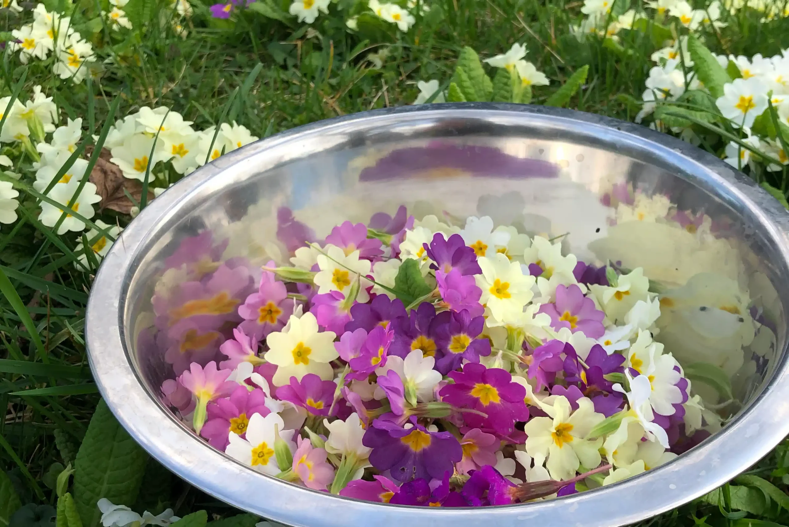 Novel Food Plantes Alimentation PPAM